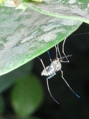 Armigeres subalbatus