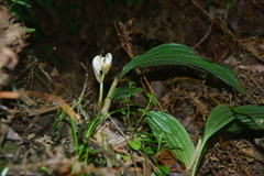 Acanthophippium striatum
