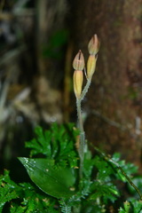 Eucosia longirostrata