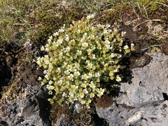 Saxifraga cespitosa