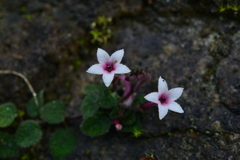 Ophiorrhiza mitchelloides