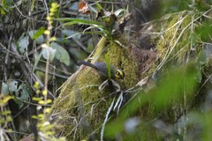 Atlapetes citrinellus