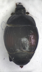 Margarinotus purpurascens