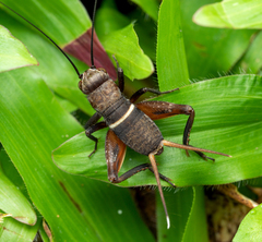 Teleogryllus mitratus