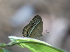 Mycalesis orseis