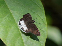 Tagiades ultra