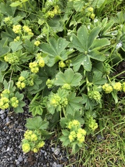 Alchemilla filicaulis vestita