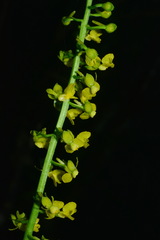 Calanthe davidii