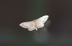 Idaea efflorata