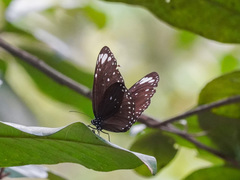 Euploea crameri