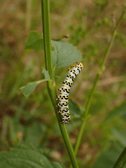 Cucullia scrophulariae