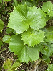 Parasenecio auriculatus