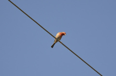 Haemorhous mexicanus