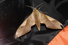 Clanis stenosema