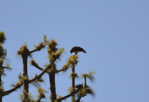 photo of Red-tailed Hawk (Buteo jamaicensis)