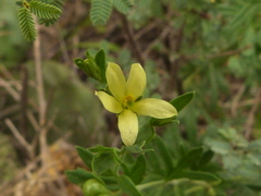 Menodora integrifolia