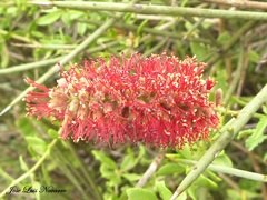 Prosopis sericantha