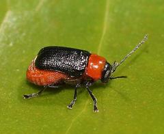 Aporocera