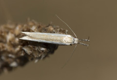 Pleurota aristella