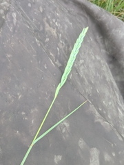 Thinopyrum pycnanthum