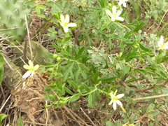 Menodora integrifolia