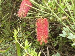 Prosopis sericantha