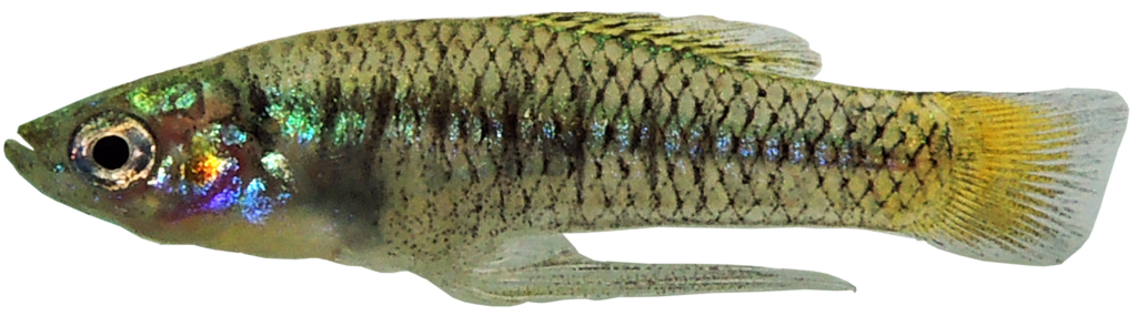 Barred Killifish