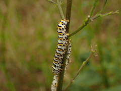 Cucullia scrophulariae