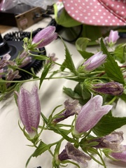 Campanula punctata