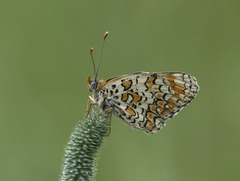 Melitaea pseudornata
