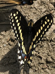 Papilio brevicauda