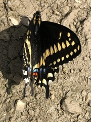 Papilio brevicauda