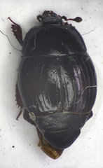 Margarinotus purpurascens