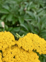 Hierodula transcaucasica