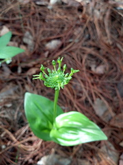 Malaxis brachyrrhynchos