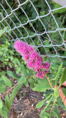 Spiraea douglasii