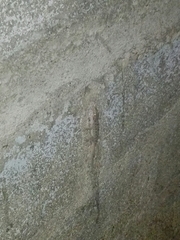 Hemidactylus parvimaculatus