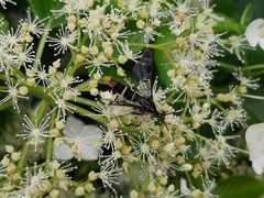 Synanthedon scoliaeformis