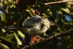 Dryoscopus cubla okavangensis