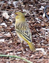 Ploceus velatus