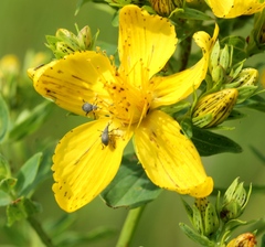 Pseudoperapion brevirostre