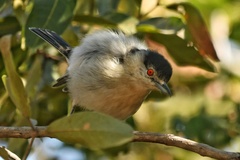 Dryoscopus cubla okavangensis