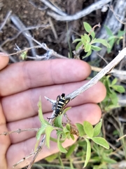 Penstemonia clarkei