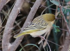 Ploceus velatus