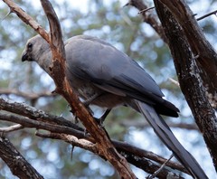 Corythaixoides concolor concolor