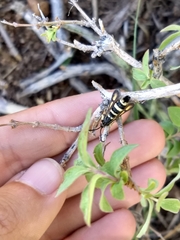 Penstemonia clarkei