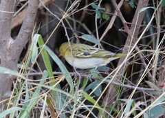 Ploceus velatus