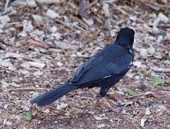 Bubalornis niger niger