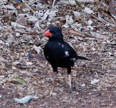Bubalornis niger niger