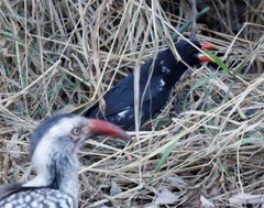 Bubalornis niger niger